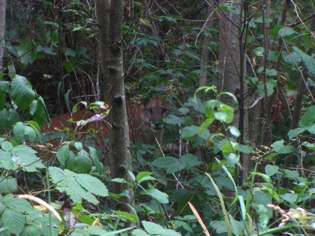 Cougar sticks the heavy brush to avoid detection