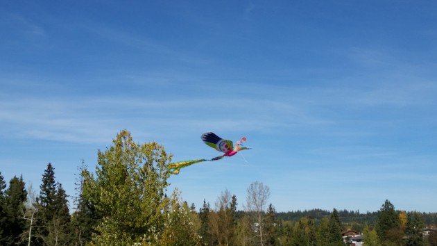 One of several kites on display at Rainbow Park today - 250 News