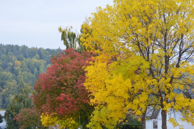 Beautiful fall colours mean winter isn't far behind. Photo - 250 News.