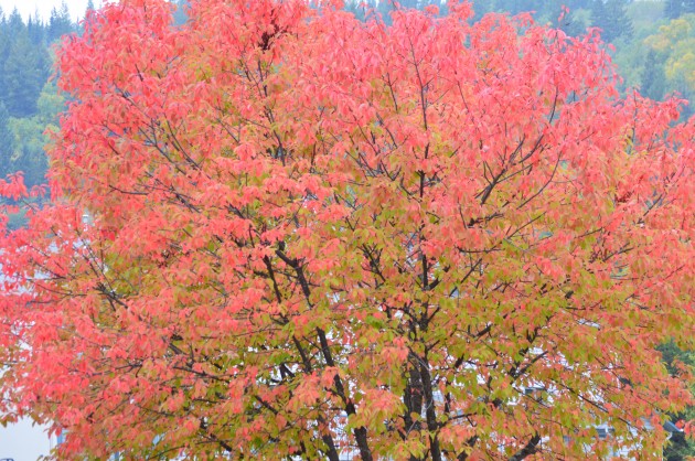 The leaves may be turning but we're not done with warm temperatures yet. Photo 250 News