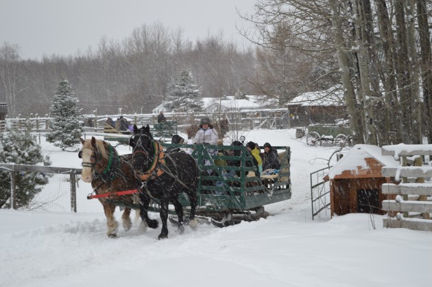 Sleigh ride was a perfect fit during Saturday snowfall. 250News photos