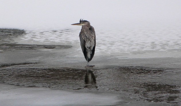 heron