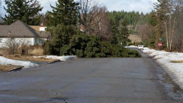 This tree came down at 3rd and Burden mid-afternoon. Photos 250 News