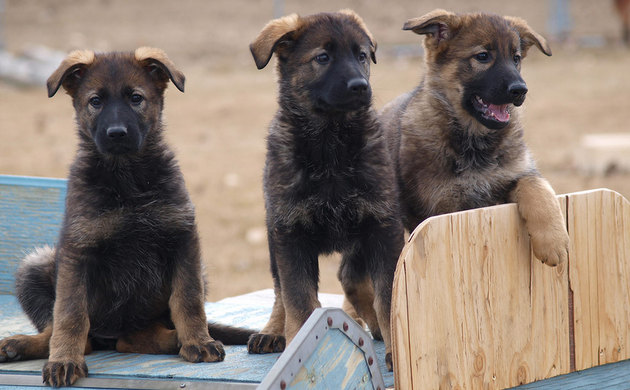 There is a 'Hero' among them photo courtesy RCMP