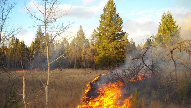 Ecosystem restoration burn photo courtesy BC Wildfire Mgmt Branch