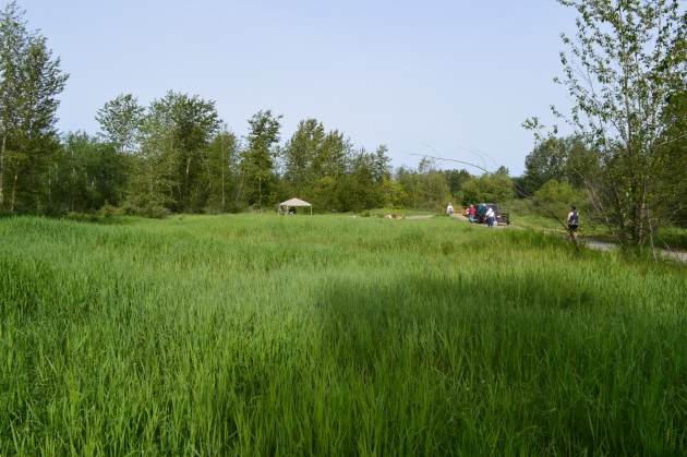 Club members and volunteers arrive for plant replacement Saturday morning. Photo 250News