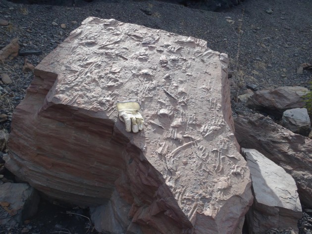 crocodilian 2 by Kevin Sharman