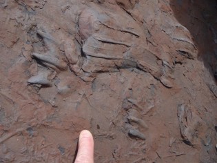 crocodilian 3 by Kevin Sharman