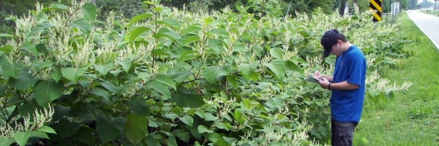 knotweed