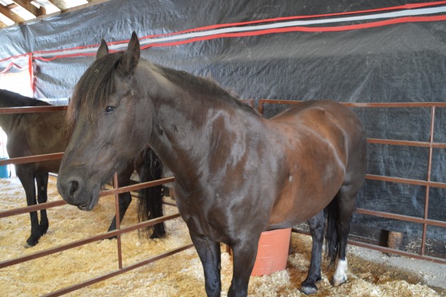 The Canadian Horse story is told in their special barn