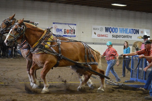 Competitors in the Light Horse Pull