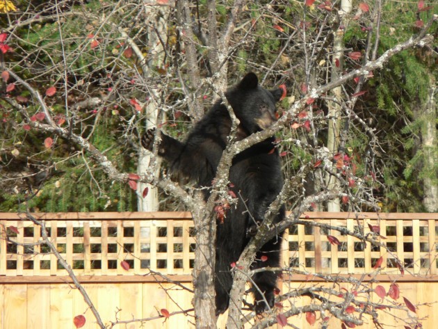 Photo courtesy Northern Bear Awareness Society