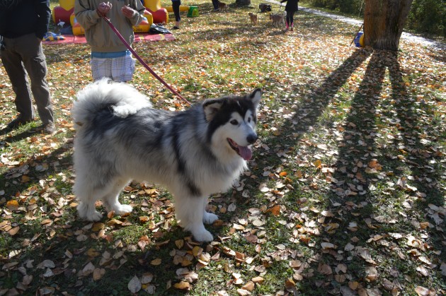 "Storm", 140 pound 4-year-old Malamute, displays his good looks at Paws for a Cause. Photo 250News