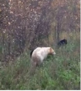 Kermode bear and cubs alongside Hwy 37 photo from Conservation Officer Service video