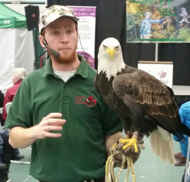Matt Morgan of The Canadian Raptor Conservancy holds a bald eagle