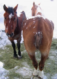Belle and Sundance 1