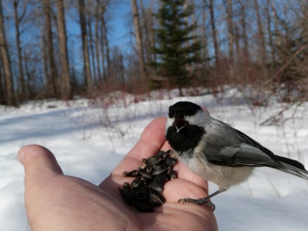 stanchickadees