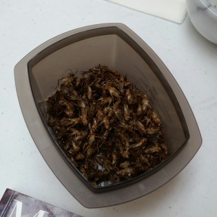 Cricket samples were free of charge