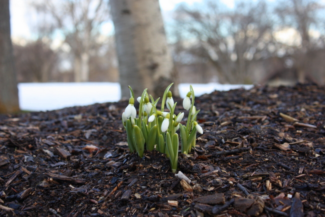 Snowdrops sitting pretty in flower bed at Lheidli T'enneh Memorial Park