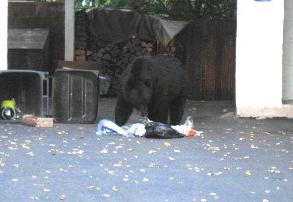 Time to tuck those attractants away photo courtesy Northern Bear Awareness