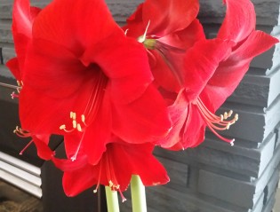 amaryllis