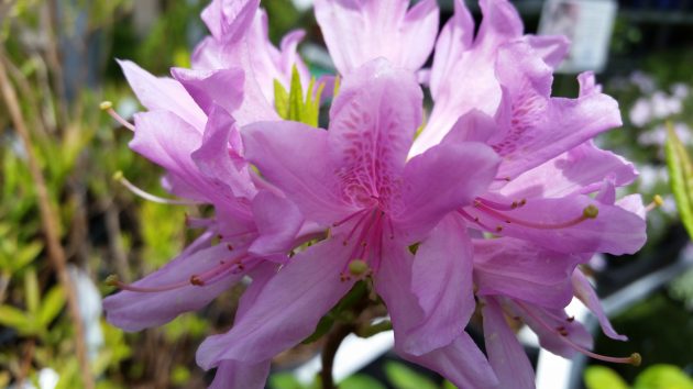 Northern Lights Azalea