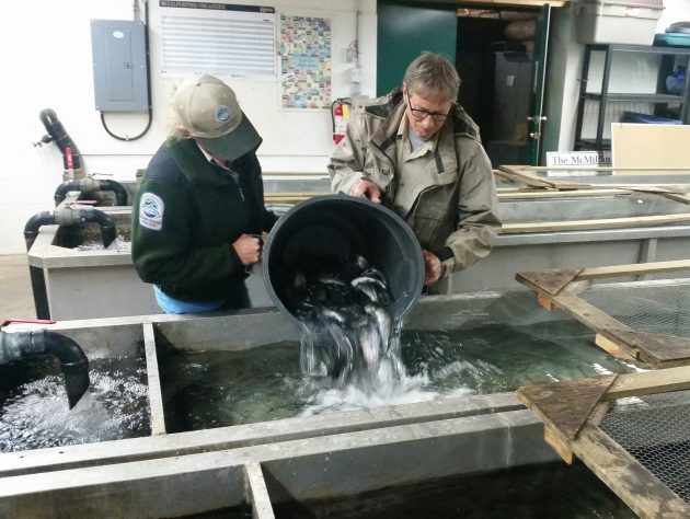 Fish culturists Kurt Vinge and Erin Wright with the Freshwater Fisheries Society of BC make a special delivery - photos 250News
