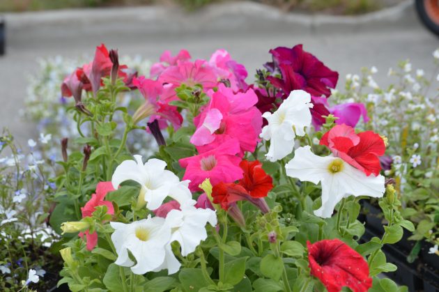 There was a wide variety of items for the garden at the annual plant sale at UNBC Sunday. Photos 250News