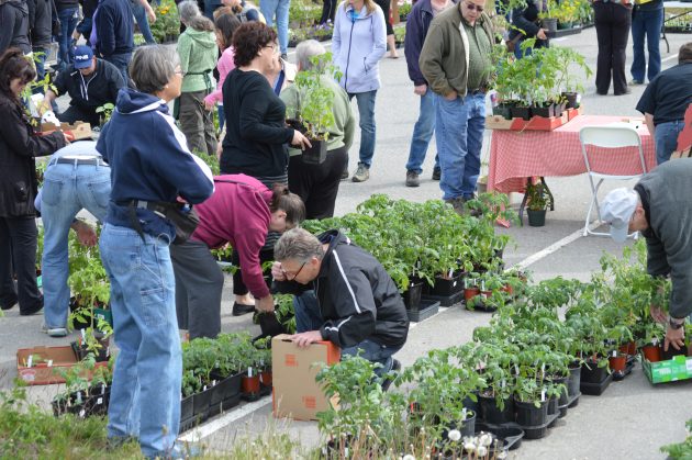Tomato plants are always in demand and there were many varieties to choose from