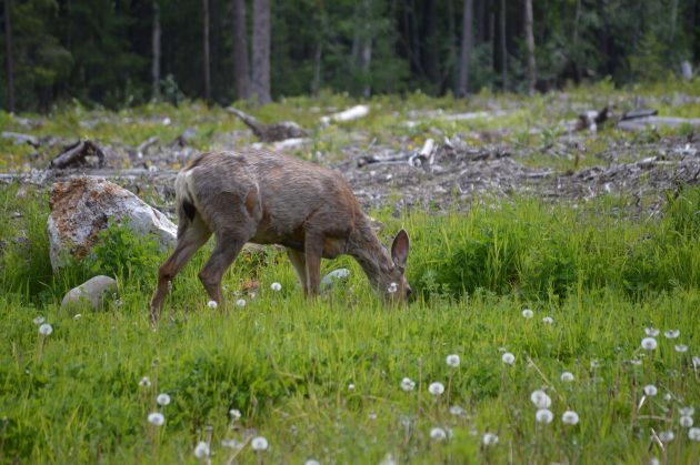 Deer off University Way: Did I hear someone say Plant Sale?