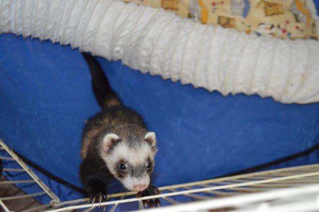 Simmons, a 1-year-old ferret, just felt like getting his picture taken