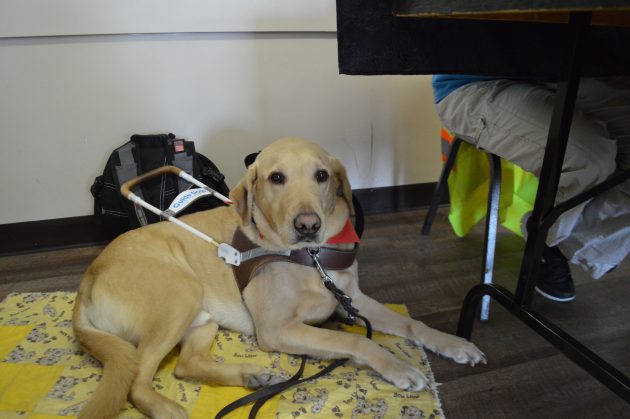 5-year-old yellow Lab/Golden Retriever cross Aiken provides guide dog services. Photos 250News