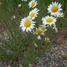 Oxeye_daisy