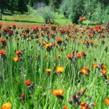 hawkweed
