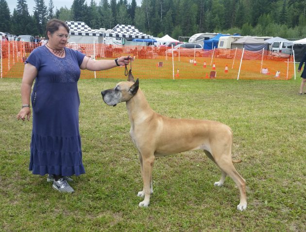 Jennie Ferdey and her Great Dane Willow - photos 250News
