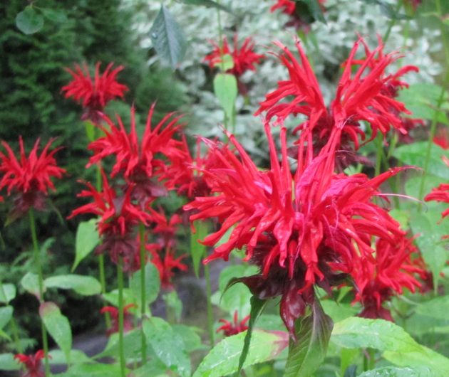 beebalm