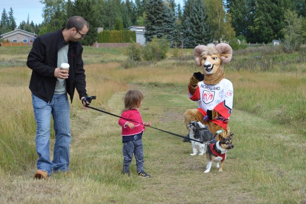 Stan the Ram stops to say "hi" to a little person doing the 2.5km walk with dad and dog.