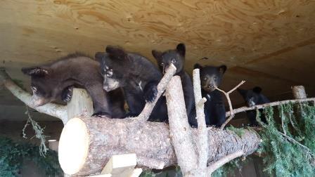 Photos courtesy Northern Lights Wildlife Society