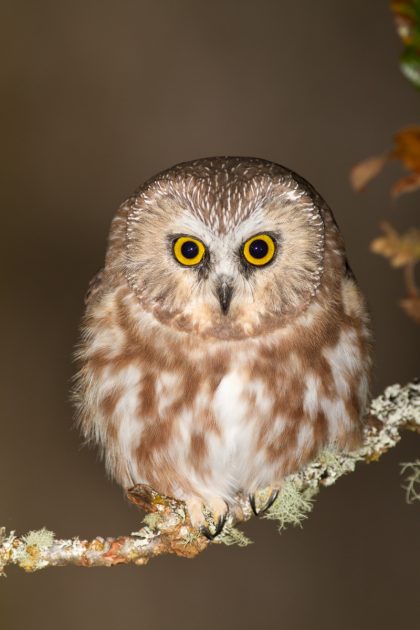 northern_saw-whet_owl_brooksi_subspecies