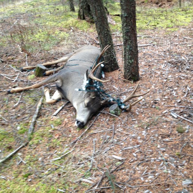 This male buck was tranquilized after it became entangled in Christmas lights. It's now recovering and by all accounts is doing fine - photo courtesy Ministry of Environment